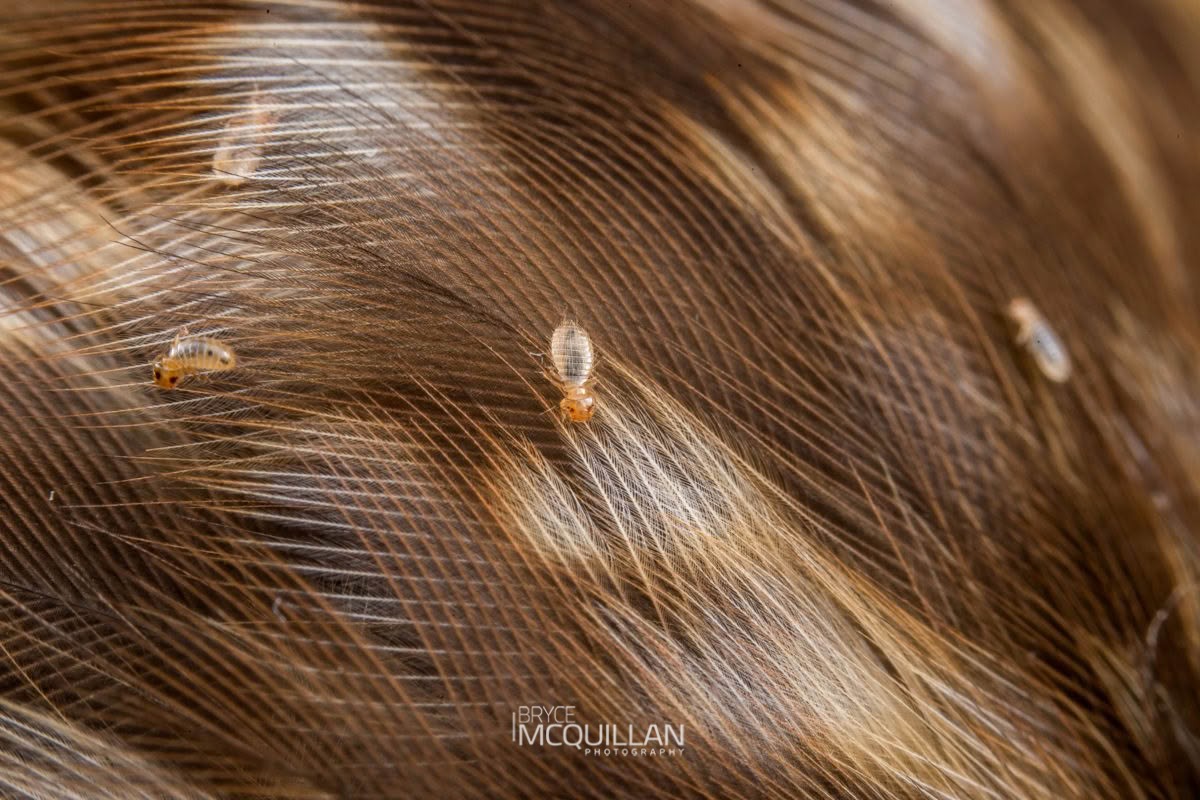 Bird Lice