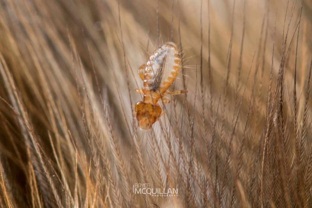 Bird Lice, Philopteridae, photographed in New Zealand by Bryce McQuillan