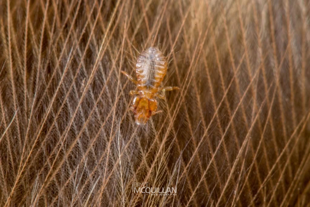 Bird Lice, Philopteridae, photographed in New Zealand by Bryce McQuillan