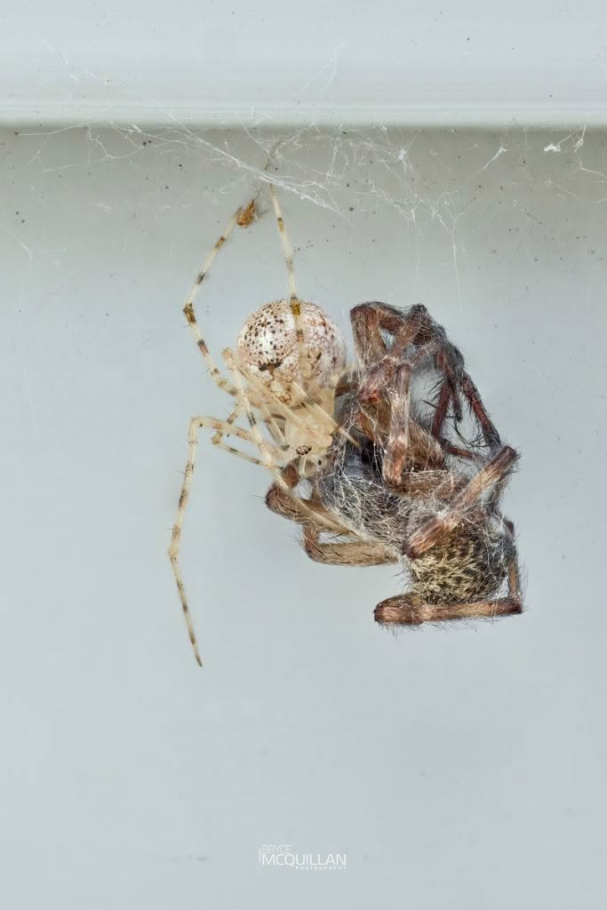 Cryptachaea gigantipes, Theridiidae, photographed in New Zealand by Bryce McQuillan