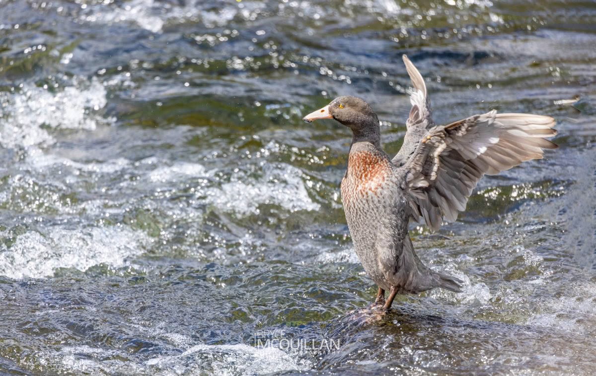 _MG_4211-CR3_E (Hymenolaimus malacorhynchos), Anatidae, photographed in New Zealand by Bryce McQuillan