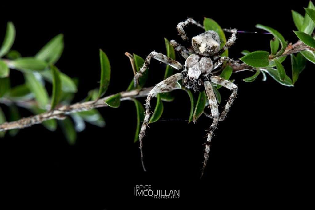 _MG_6530E (Large).tif (Courtaraneus orientalis), Araneidae, photographed in New Zealand by Bryce McQuillan