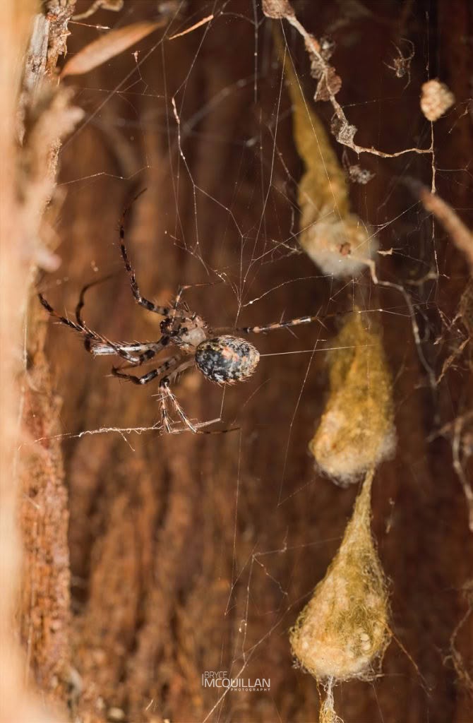 Australomimetus maculosus, Mimetidae, photographed in New Zealand by Bryce McQuillan