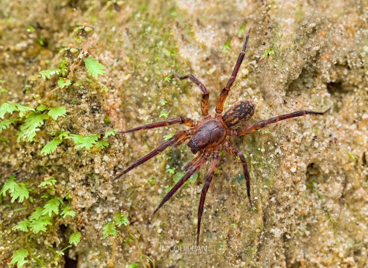 Uliodon sp, Zoropsidae, photographed in New Zealand by Bryce McQuillan
