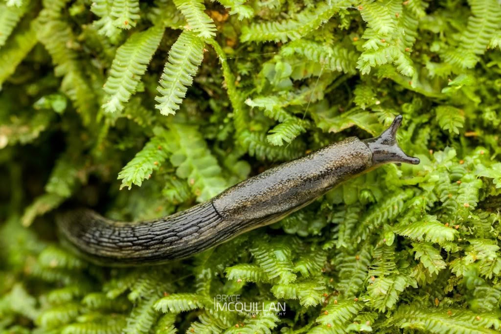 Arion hortensis, Arionidae, photographed in New Zealand by Bryce McQuillan