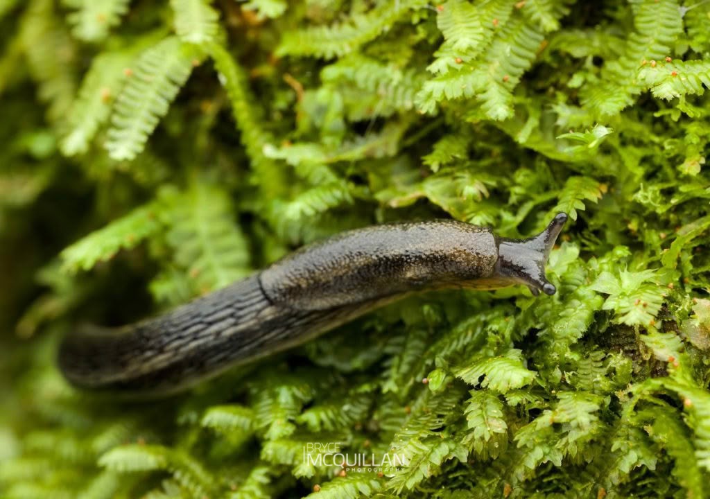 Arion hortensis, Arionidae, photographed in New Zealand by Bryce McQuillan