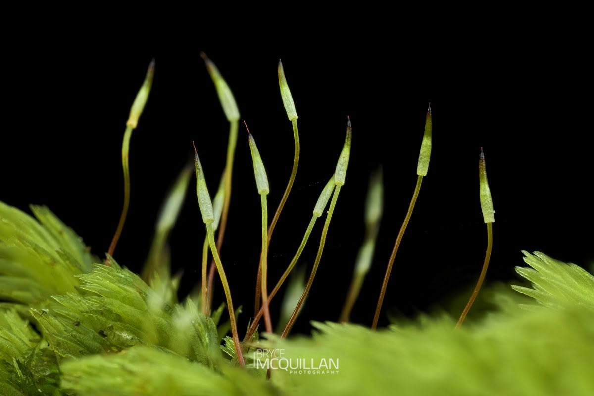 Milk moss (Leucobryum javense), Leucobryaceae, photographed in New Zealand by Bryce McQuillan