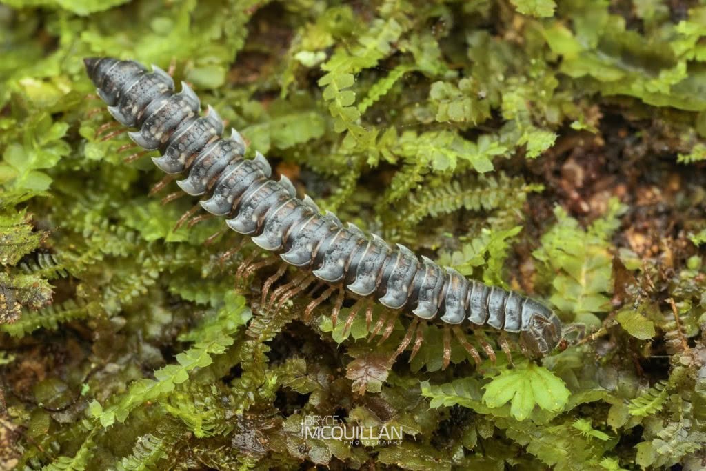 Tongodesmus spp, Dalodesmidae, photographed in New Zealand by Bryce McQuillan