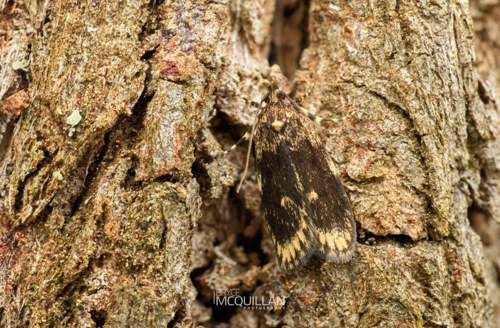 Barea codrella, Oecophoridae, photographed in New Zealand by Bryce McQuillan