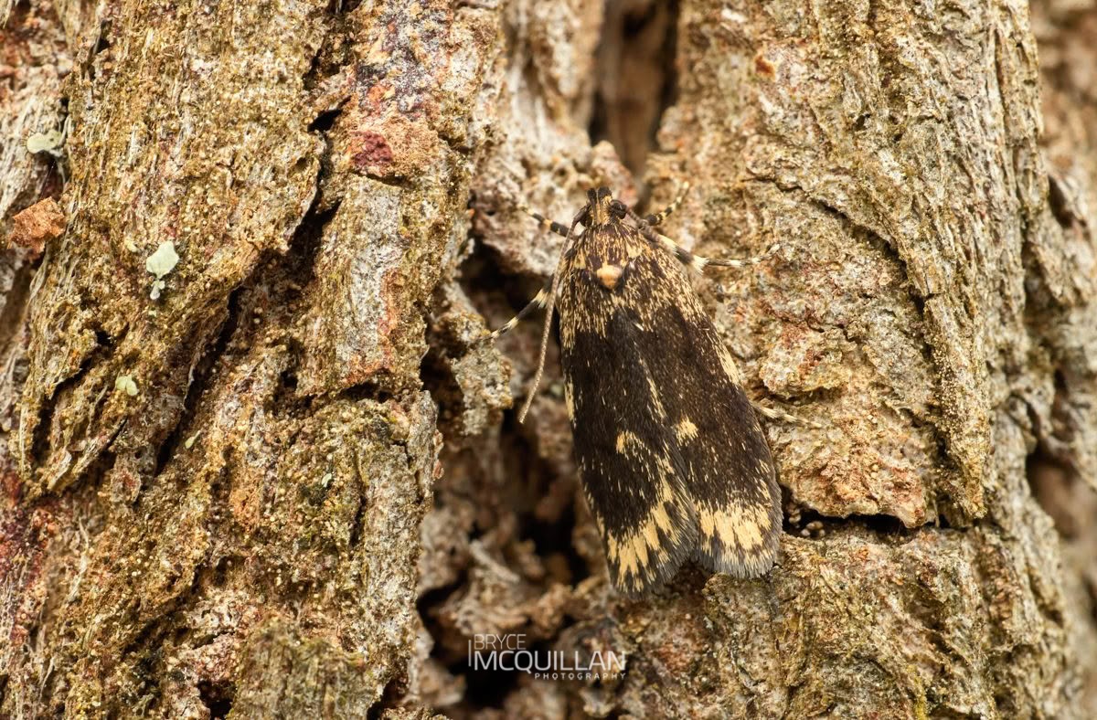 Barea codrella, Oecophoridae, photographed in New Zealand by Bryce McQuillan