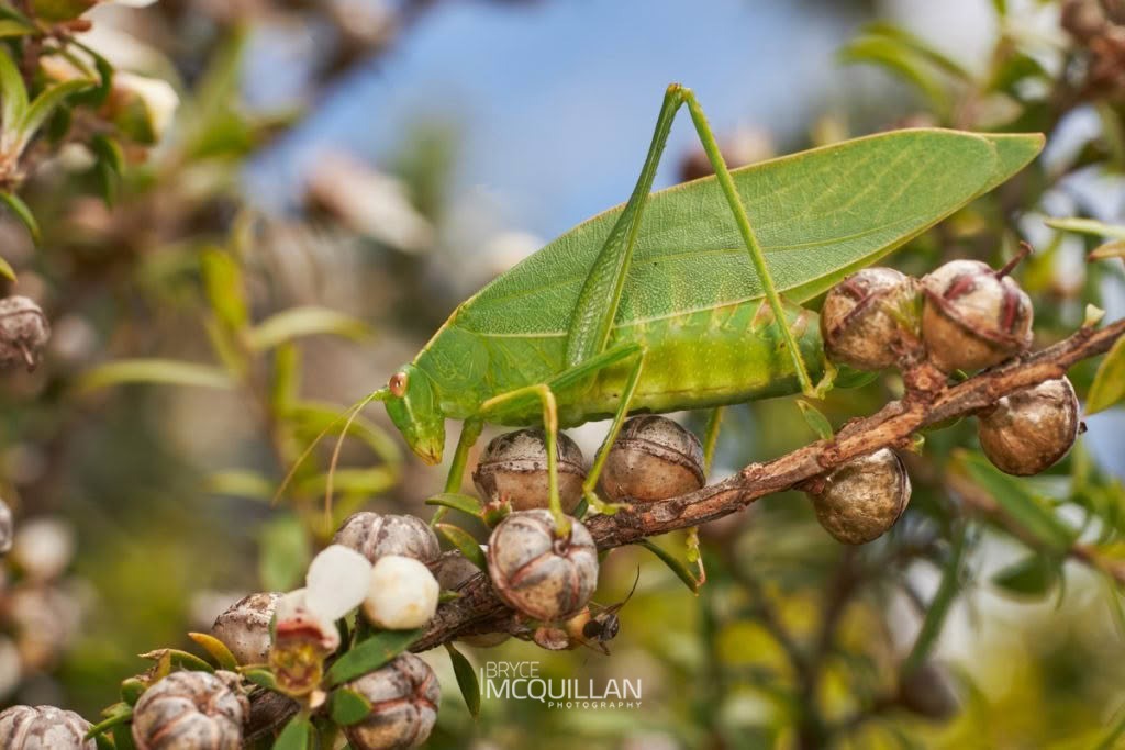 Common Garden Katydid (Caedicia simplex), Tettigoniidae, photographed in New Zealand by Bryce McQuillan