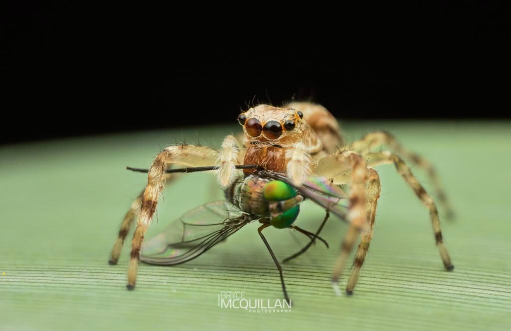 Helpis minitabunda, Salticidae, photographed in New Zealand by Bryce McQuillan