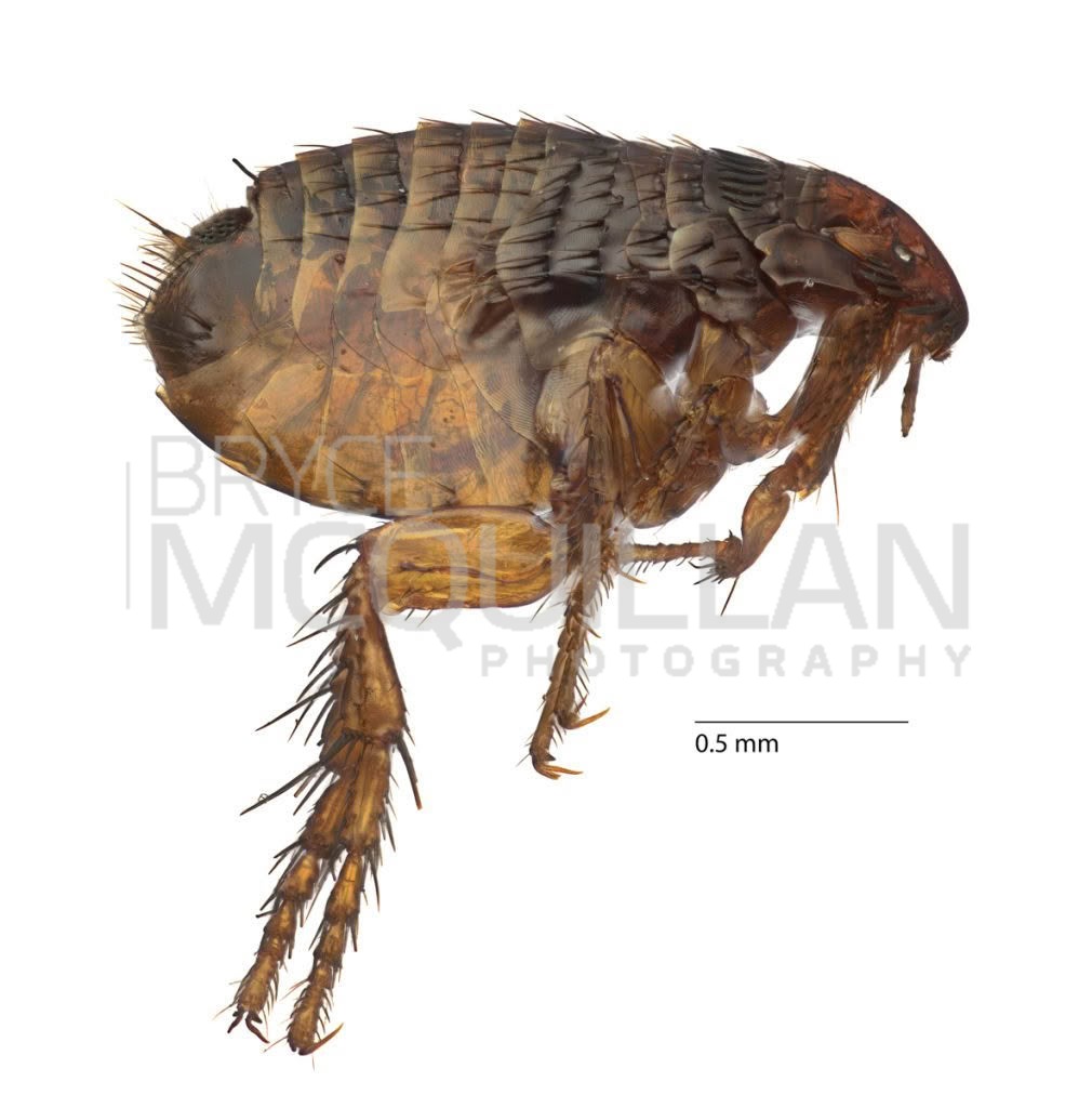 Cat Flea (Ctenocephalides felis), Pulicidae, photographed in New Zealand by Bryce McQuillan