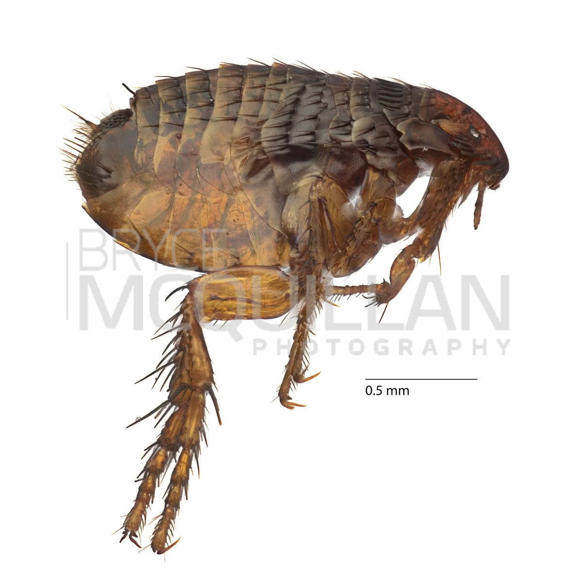 Cat Flea (Ctenocephalides felis), Pulicidae, photographed in New Zealand by Bryce McQuillan