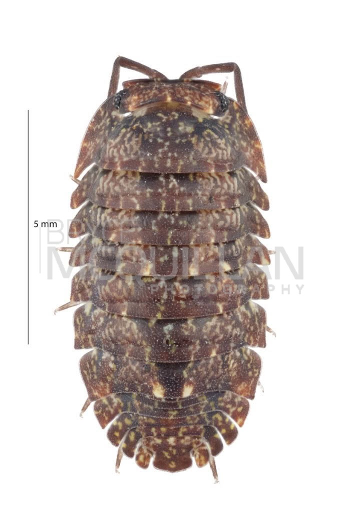 Cubaris tarangensis, Armadillidae, photographed in New Zealand by Bryce McQuillan