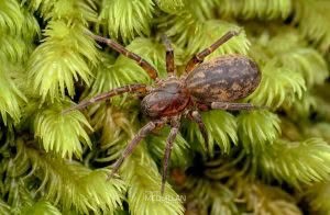 Uliodon sp, Zoropsidae, photographed in New Zealand by Bryce McQuillan