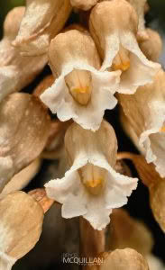 Cinnamon Bells (Gastrodia sesamoides), Orchidaceae photographed by Bryce McQuillan