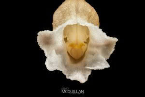 Cinnamon Bells (Gastrodia sesamoides), Orchidaceae photographed by Bryce McQuillan
