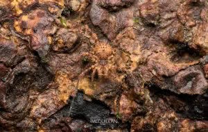 Algidia sp, Triaenonychidae, photographed in New Zealand by Bryce McQuillan