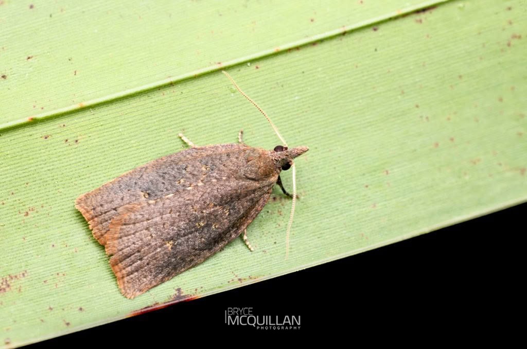 Planotortrix sp, Tortricidae, photographed in New Zealand by Bryce McQuillan