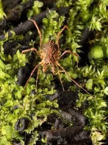 Algidia sp, Triaenonychidae, photographed in New Zealand by Bryce McQuillan