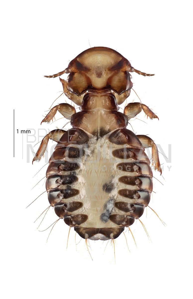 Goniodes pavonis, Philopteridae, photographed in New Zealand by Bryce McQuillan