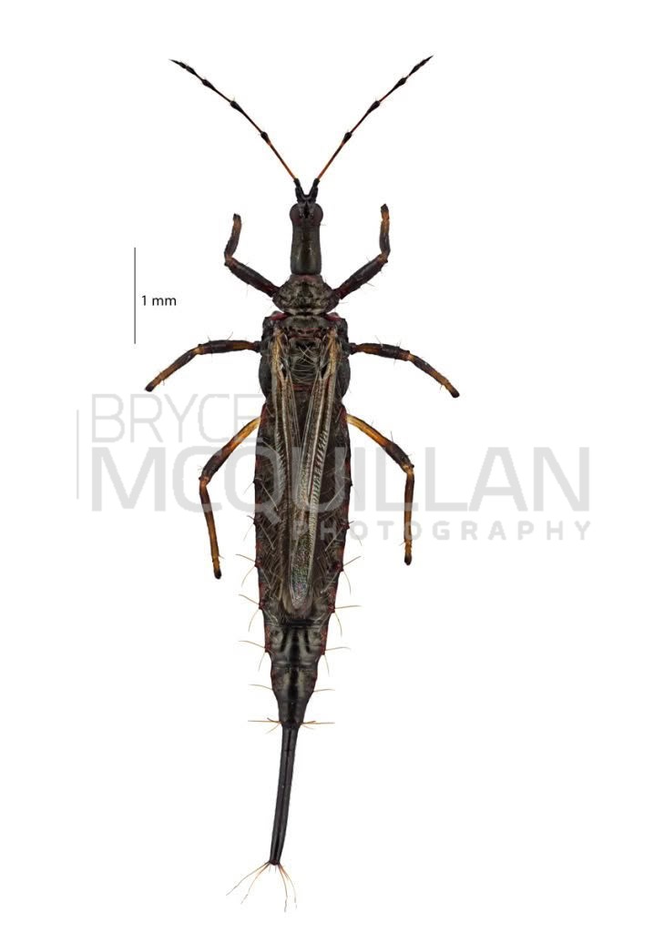 Giant Thrips (Idolothrips spectrum), Phlaeothripidae, photographed in New Zealand by Bryce McQuillan