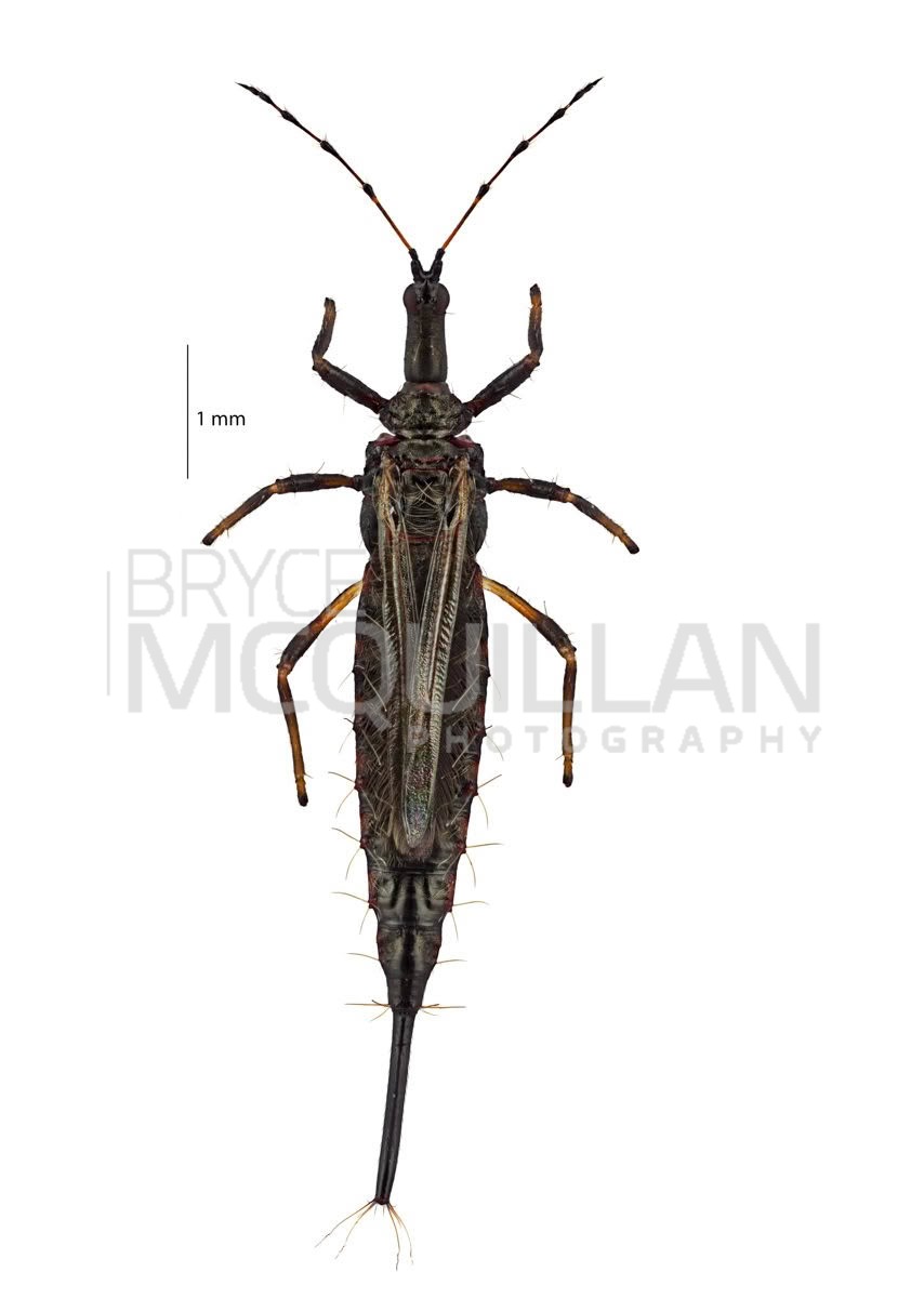 Giant Thrips (Idolothrips spectrum), Phlaeothripidae, photographed in New Zealand by Bryce McQuillan
