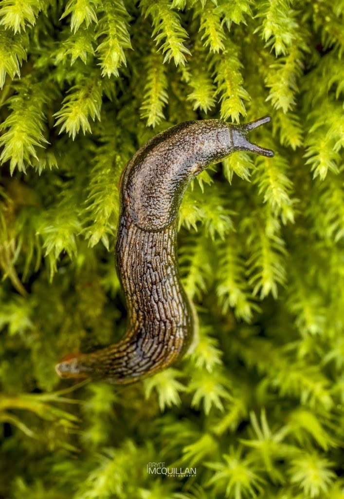 Arion hortensis, Arionidae, photographed in New Zealand by Bryce McQuillan