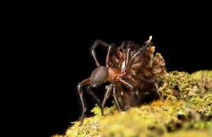 Migas spp, Migidae, photographed in New Zealand by Bryce McQuillan