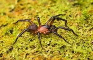 Migas spp, Migidae, photographed in New Zealand by Bryce McQuillan