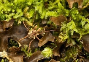 Algidia sp, Triaenonychidae, photographed in New Zealand by Bryce McQuillan