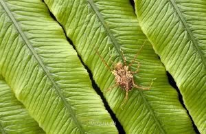 Algidia sp, Triaenonychidae, photographed in New Zealand by Bryce McQuillan