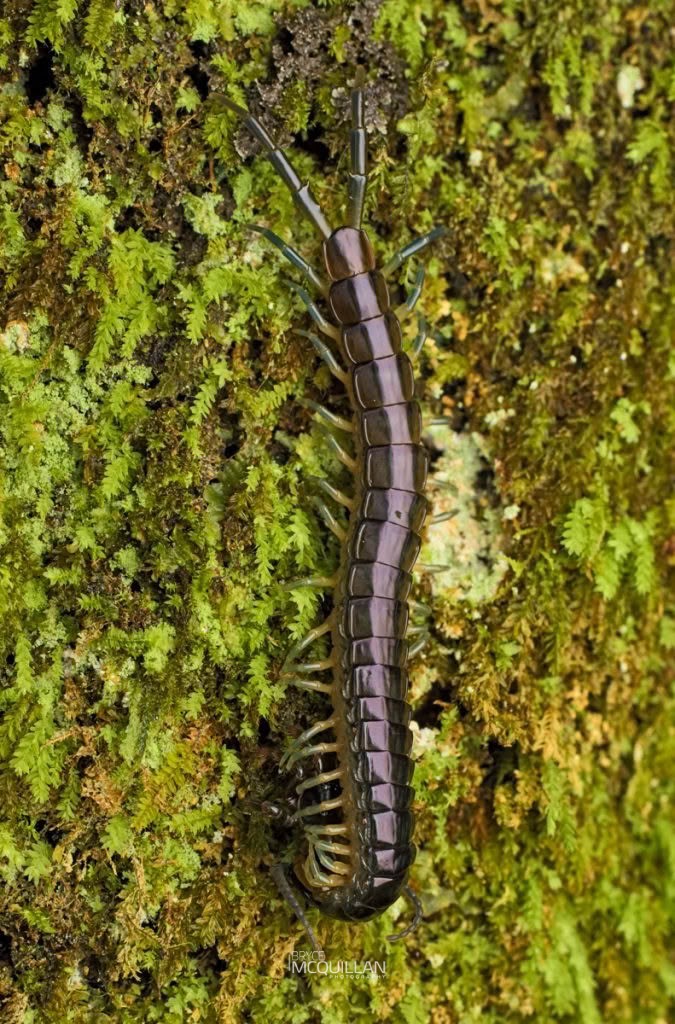Cormocephalus westwoodi huttoni, photographed in New Zealand by Bryce McQuillan