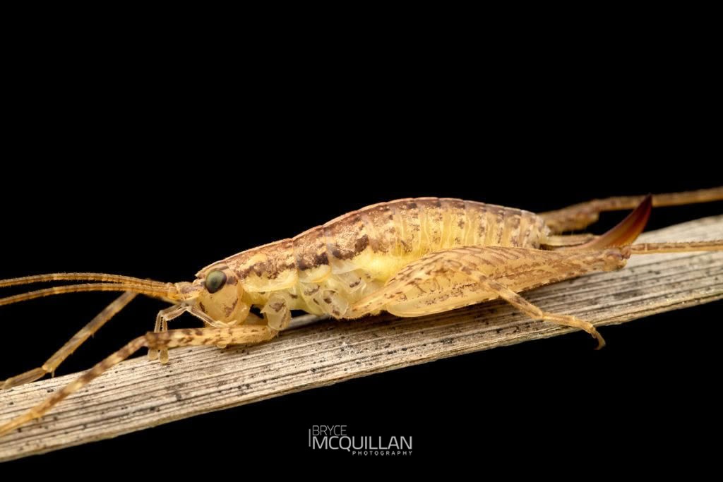 Talitropsis poduroides, Rhaphidophoridae, photographed in New Zealand by Bryce McQuillan