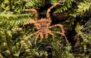 Triregia fairburni, Triaenonychidae, photographed in New Zealand by Bryce McQuillan