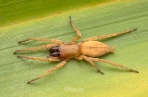 Clubiona cambridgei, Clubionidae, photographed in New Zealand by Bryce McQuillan