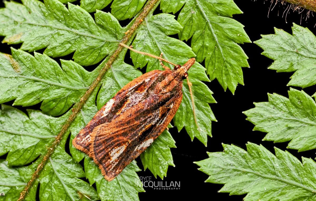 Blacklegged Leafroller (Planotortrix notophaea), Tortricidae, photographed in New Zealand by Bryce McQuillan