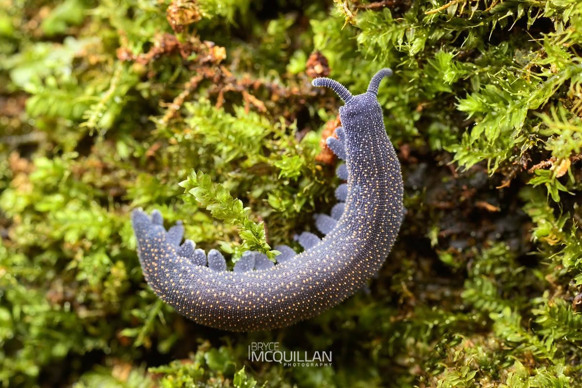 Peripatoides sympatrica, Peripatopsidae, photographed in New Zealand by Bryce McQuillan