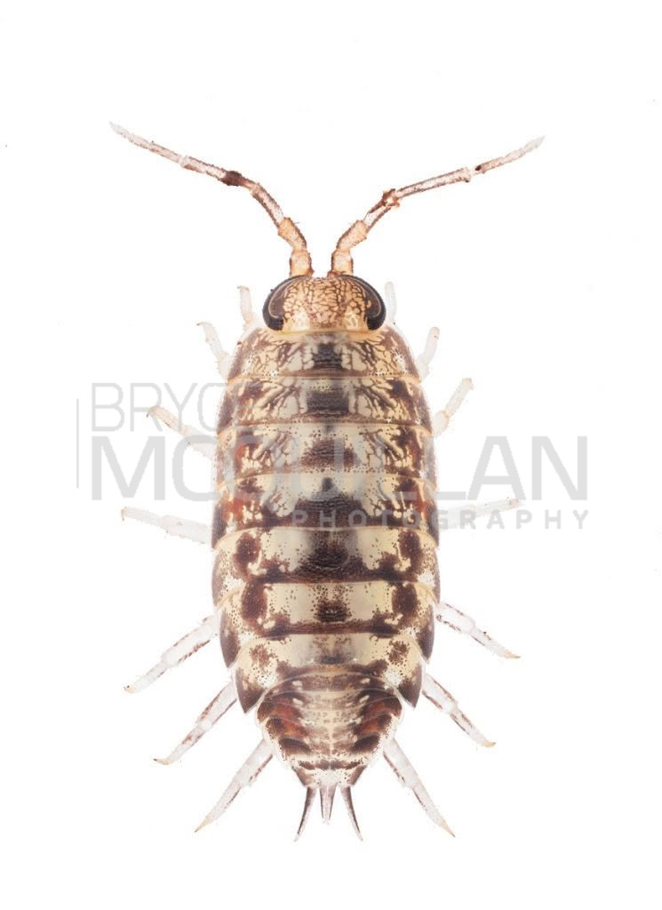 Scyphax ornatus, Scyphacidae, photographed in New Zealand by Bryce McQuillan