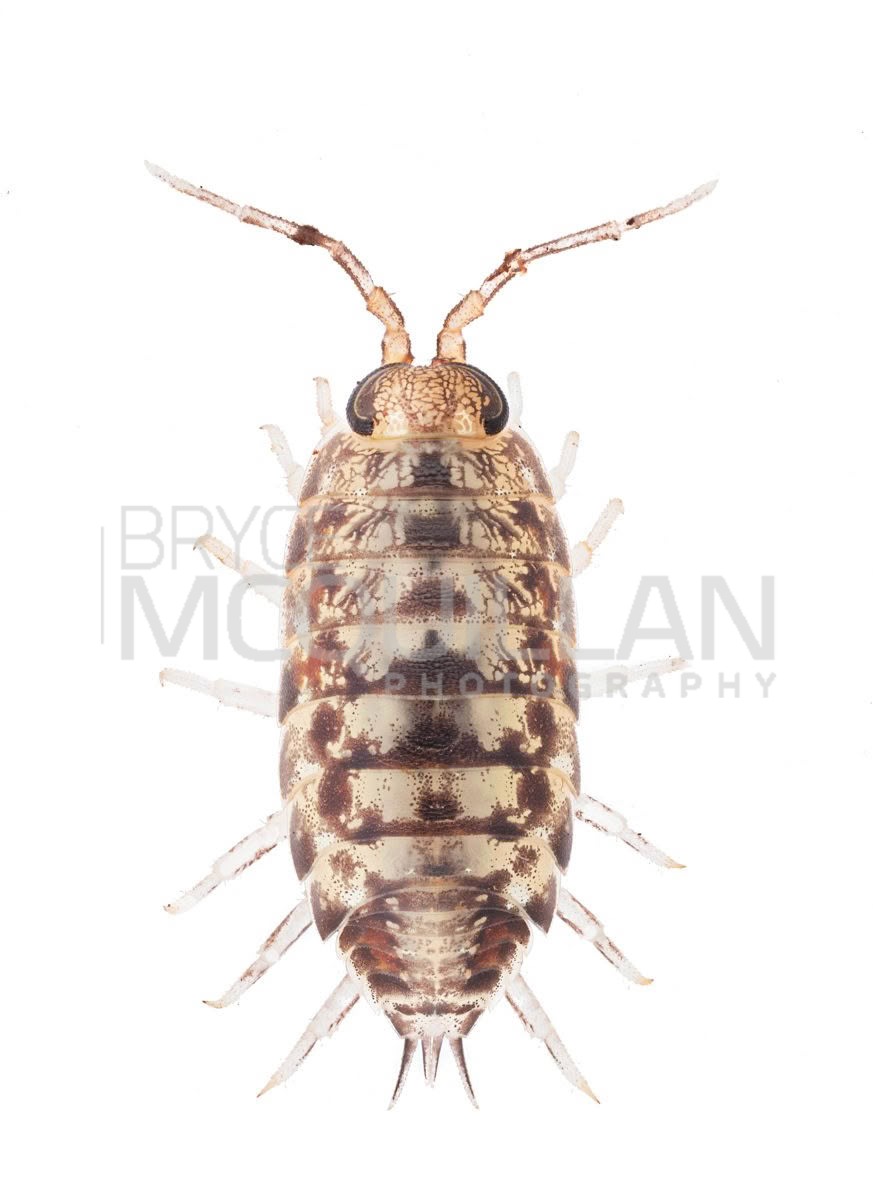 Scyphax ornatus, Scyphacidae, photographed in New Zealand by Bryce McQuillan