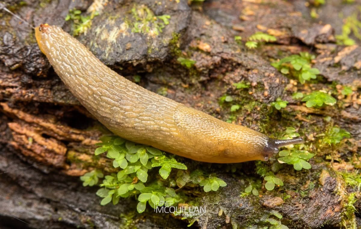Arion intermedius, Arionidae, photographed in New Zealand by Bryce McQuillan