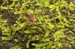 Algidia sp, Triaenonychidae, photographed in New Zealand by Bryce McQuillan