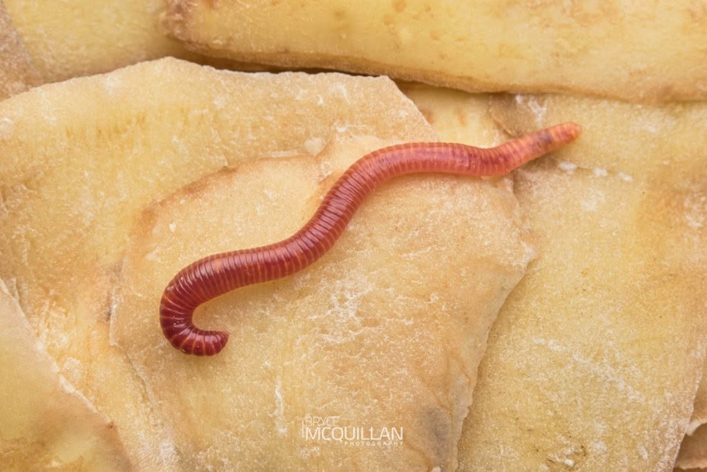 tiger worm, photographed in New Zealand by Bryce McQuillan