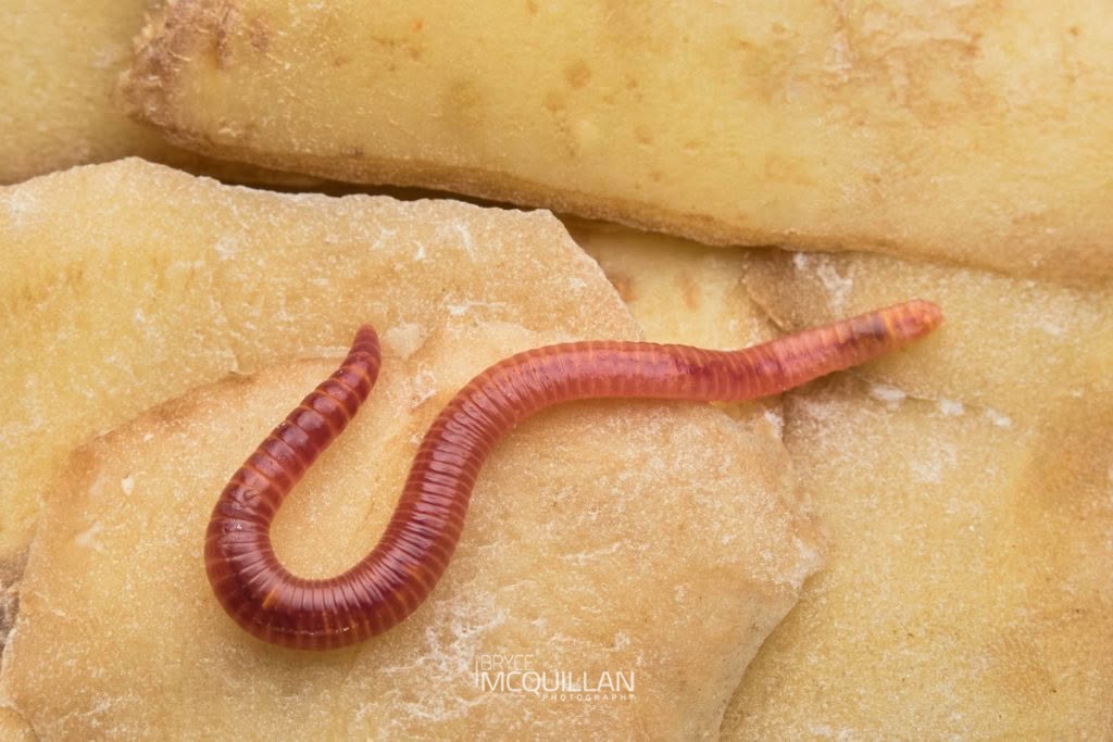 tiger worm, photographed in New Zealand by Bryce McQuillan