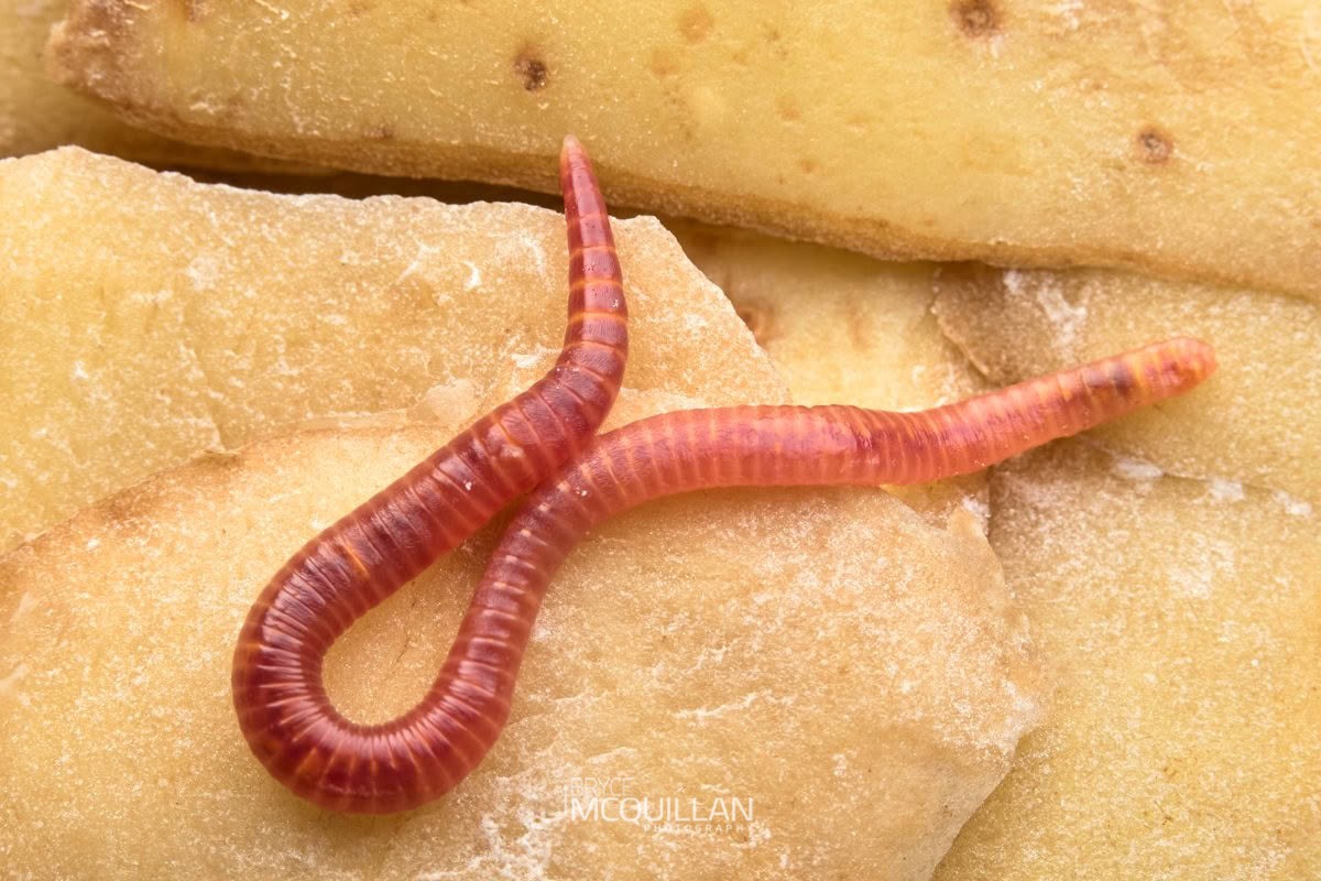 tiger worm, photographed in New Zealand by Bryce McQuillan