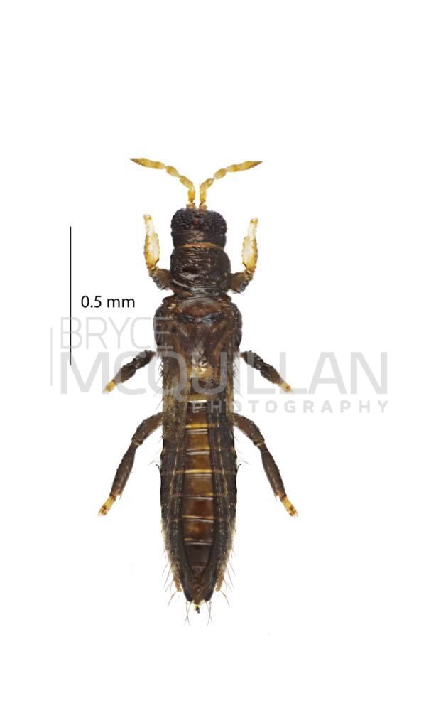 thipes, Phlaeothripidae, photographed in New Zealand by Bryce McQuillan