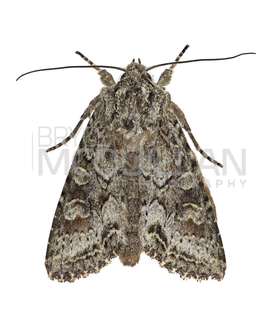 New Zealand Cutworm (Ichneutica mutans), Noctuidae, photographed in New Zealand by Bryce McQuillan