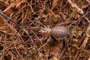 Porrhothele sp, Porrhothelidae, photographed in New Zealand by Bryce McQuillan