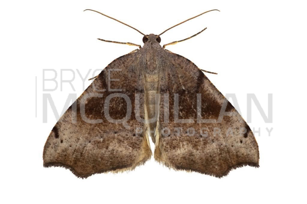 Common Fern Looper (Sestra flexata), Noctuidae, photographed in New Zealand by Bryce McQuillan